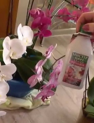 Уход за орхидеями при разных способах выращивания