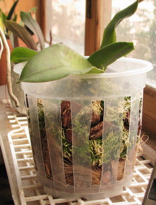 Как в домашних условиях выращивать орхидею в домашних условиях?