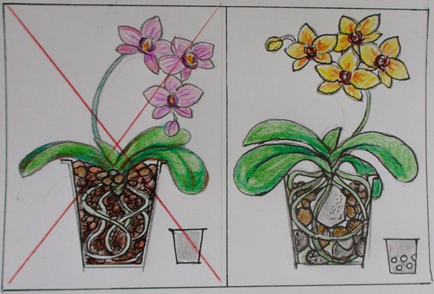 Уход за орхидеями при разных способах выращивания
