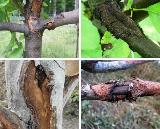 Болезни Косточковых Деревьев И Их Лечение Фото