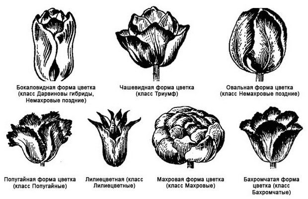 Виды Тюльпанов Фото И Название